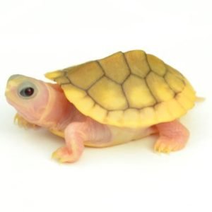 Caramel Pink Albino Red Ear Slider Turtle