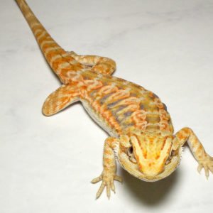 Translucent Leatherback Bearded Dragon