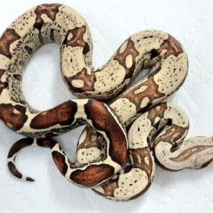 Baby Jungle Fire Het T+ Albino Boa