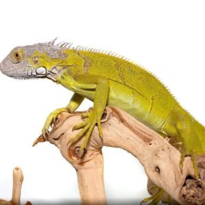 Yearling Hypo Iguana #4
