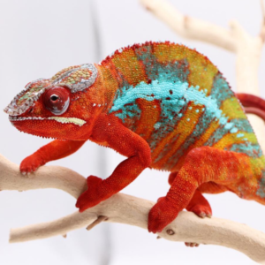 Ambilobe Panther Chameleon