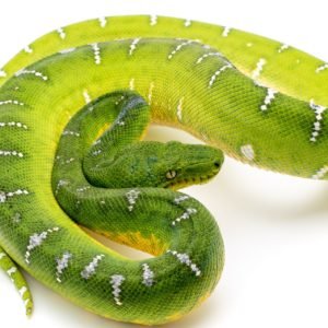 High White Emerald Tree Boa
