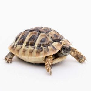 Hermann’s Tortoise for sale