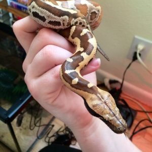 Baby Sumatran Short Tail Python