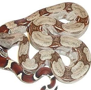 Suriname Redtail Boa #1