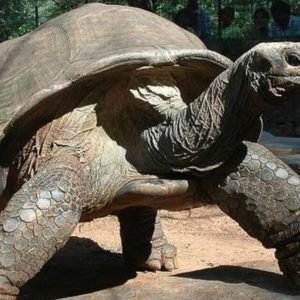 Aldabra Tortoise for sale