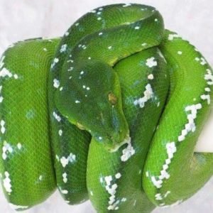 Aru Green Tree Python #2