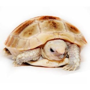 Baby Elongated Tortoise