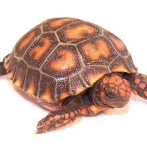 Baby Cherryhead Redfoot Tortoise