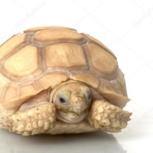 Baby Ivory Sulcata Tortoise