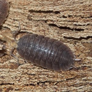 Porcellio Dilatatus