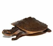 Baby Red Faced Short Neck Turtle