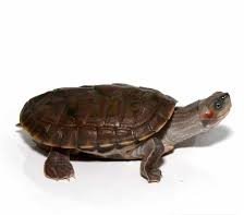 Baby Indian Brown Roofed Turtle
