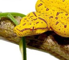 Sorong Green Tree Python