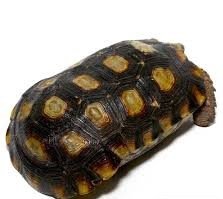 Speke’s Hingeback Tortoise