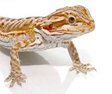 Very Friendly And Even Tempered, These Are Great For Kids Or First Time Reptile Owners