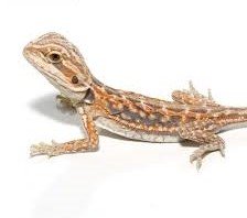 Baby Hypo Blue Bar Dunner Leatherback Bearded Dragon