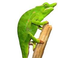 Petters Chameleon