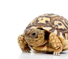 Baby Giant South African Leopard Tortoise