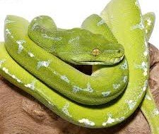 Sorong Green Tree Python
