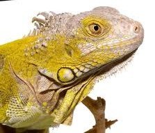 Yearling Hypo Iguana #3