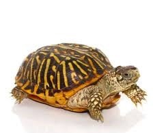 Baby Desert Ornate Box Turtle