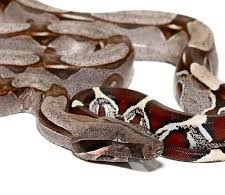 Suriname Redtail Boa #2
