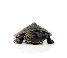 Baby Victoria Pink Eared Turtle