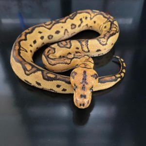 0.1 Fire Leopard Clown Het Pied Ball Python