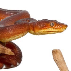 Amazon Basin Emerald Tree Boa #2