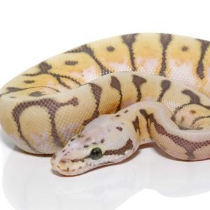 Baby Killerbee Scaleless Head Ball Python