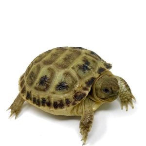 Baby Russian Tortoise