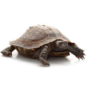 Spiny Turtle for sale