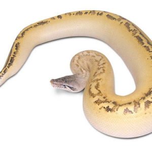 Yearling Ivory Blood Python
