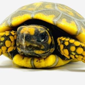 Baby Yellowfoot Tortoise