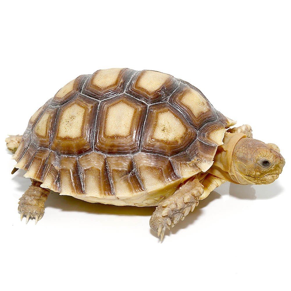 Yearling Sulcata Tortoise