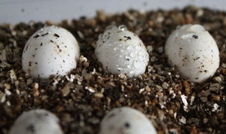 Black Bearded Dragon eggs