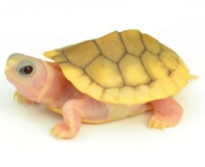 Caramel Pink Albino Red Ear Slider Turtle