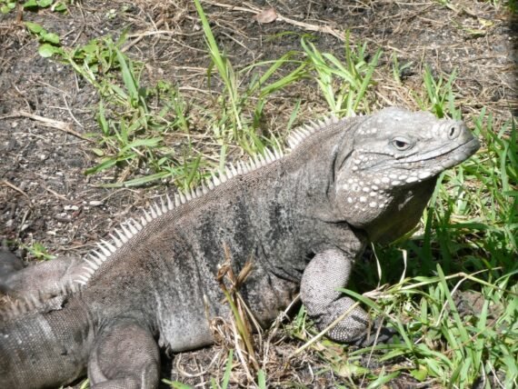 Cayman Brac Iguana