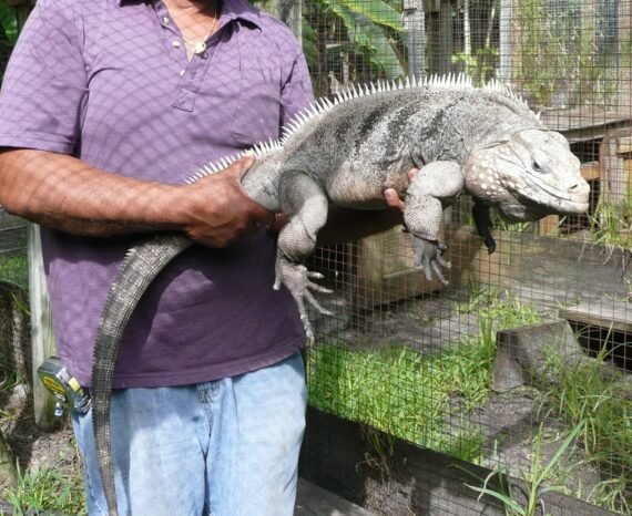 Cayman Brac Iguana
