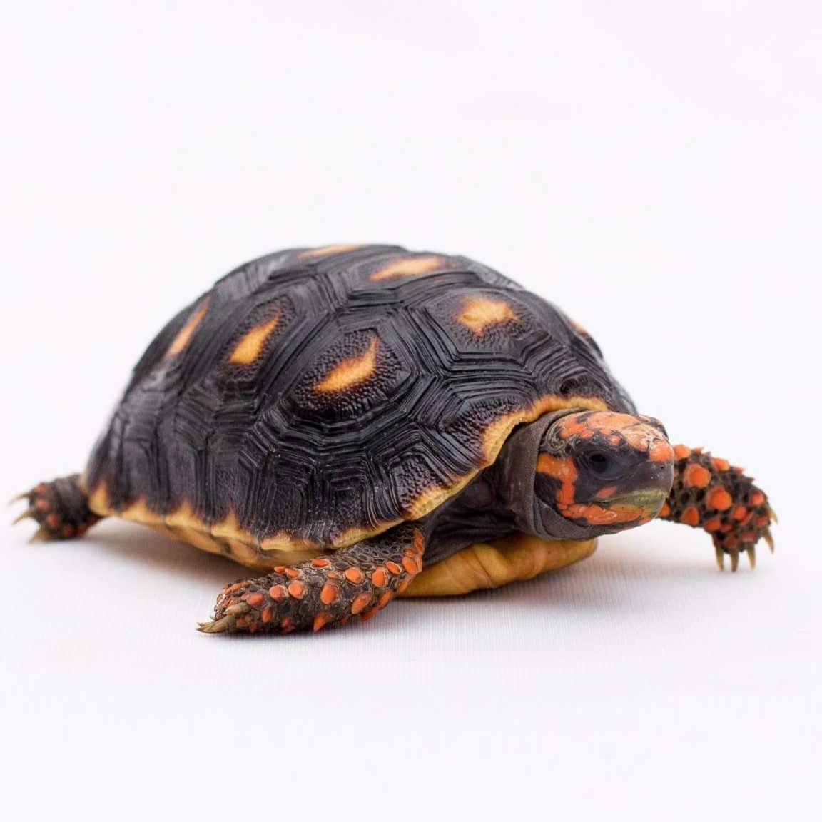 Baby Redfoot Tortoise