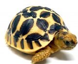 Baby Sri Lankan Star Tortoise