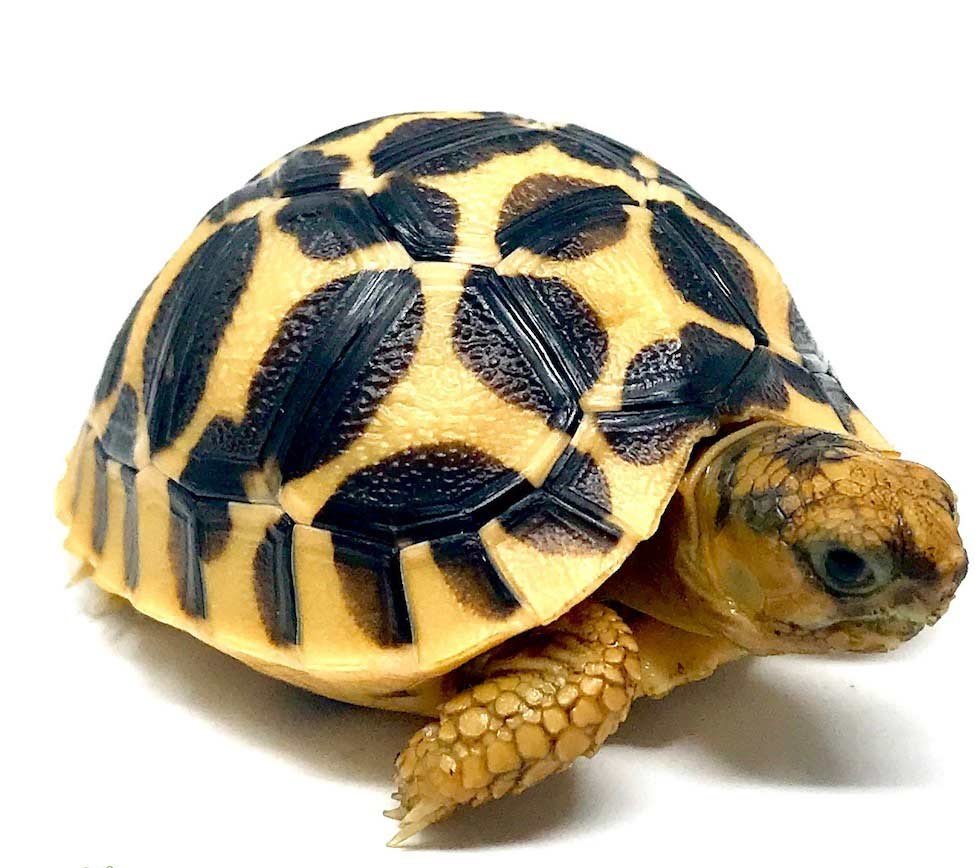 Baby Sri Lankan Star Tortoise