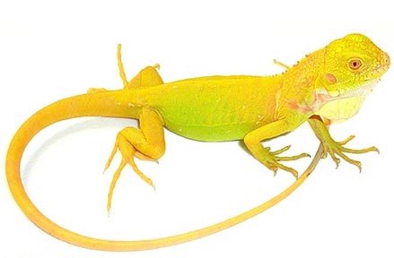 Albino Iguana