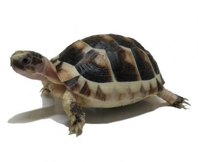 Baby Marginated Tortoise