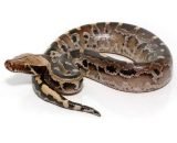 Borneo Blood Python