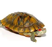 Red Ear Slider Turtle