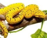 Baby Cyclops Mountain Green Tree Python