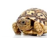 Baby Giant South African Leopard Tortoise