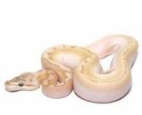 Spinner Ball Python